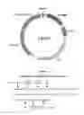 Fig. 02 - AQUAPORIN TOLERIZING VACCINES AND METHODS OF USE THEREOF