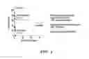 Fig. 06 - Methods for treating netosis and neutrophil activation