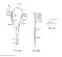 Fig. 44 - COMPONENTRY AND DEVICES FOR LIGHT THERAPY DELIVERY AND METHODS RELATED THERETO