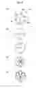Fig. 09 - FOOD PACKAGE AND METHOD FOR TRANSFER OF FOOD