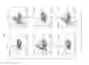Fig. 20 - Methods for epicardial differentiation of human pluripotent stem cells