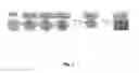 Fig. 02 - Generation of functional beta cells from human pluripotent stem cell-derived endocrine progenitors