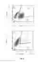 Fig. 03 - Generation of functional beta cells from human pluripotent stem cell-derived endocrine progenitors