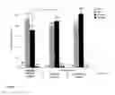 Fig. 02 - Method for the separation of virus compositions including depletion and purification thereof