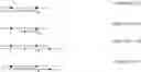 Fig. 248 - Defined multi-conjugate oligonucleotides