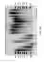 Fig. 31 - Defined multi-conjugate oligonucleotides