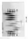 Fig. 32 - Defined multi-conjugate oligonucleotides