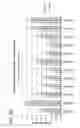 Fig. 35 - Defined multi-conjugate oligonucleotides