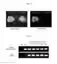 Fig. 03 - Method for converting monocot plant genome sequence in which nucleic acid base in targeted DNA sequence is specifically converted, and molecular complex used therein