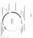 Fig. 09 - Engineered landing pads for gene targeting in plants
