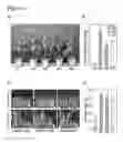 Fig. 08 - DROUGHT TOLERANT MAIZE