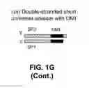 Fig. 09 - Universal short adapters with variable length non-random unique molecular identifiers