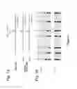Fig. 02 - Compositions and Methods for Diagnosing Diseases and Disorders Associated with Beta Cell Death