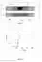 Fig. 06 - ANALYSIS MEMBRANES FOR MICROFLUIDIC DEVICES, SAID MEMBRANES BEING MADE OF A FIBERGLASS MATERIAL