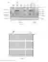 Fig. 02 - Liquid crystal grating and display panel