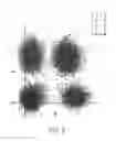 Fig. 10 - Optical distortion correction for imaged samples