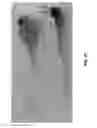 Fig. 45 - Wireless optofluidic systems for programmable in vivo pharmacology and optogenetics