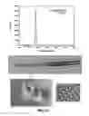 Fig. 80 - Wireless optofluidic systems for programmable in vivo pharmacology and optogenetics