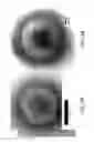Fig. 05 - Preparing method for positively-electrified charged niosome, and charged niosome