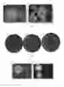 Fig. 04 - METHOD FOR MODIFYING THE MORPHOLOGY OF COAGULANT TYPE AGGREGATED FILAMENTOUS FUNGI
