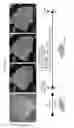 Fig. 05 - METHODS OF GENERATING HUMAN INNER EAR SENSORY EPITHELIA AND SENSORY NEURONS