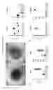 Fig. 06 - METHODS OF GENERATING HUMAN INNER EAR SENSORY EPITHELIA AND SENSORY NEURONS