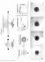 Fig. 07 - METHODS OF GENERATING HUMAN INNER EAR SENSORY EPITHELIA AND SENSORY NEURONS