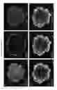 Fig. 08 - METHODS OF GENERATING HUMAN INNER EAR SENSORY EPITHELIA AND SENSORY NEURONS