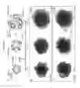 Fig. 09 - METHODS OF GENERATING HUMAN INNER EAR SENSORY EPITHELIA AND SENSORY NEURONS