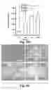 Fig. 07 - Scalable primate pluripotent stem cell aggregate suspension culture