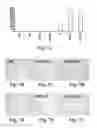 Fig. 09 - Scalable primate pluripotent stem cell aggregate suspension culture