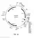 Fig. 34 - Methods and compositions related to thioesterase enzymes