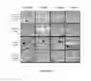 Fig. 05 - METHODS FOR CHARACTERIZING THE CELLULAR REPAIR RESPONSE AFTER SOFT TISSUE INJURY