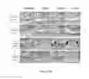 Fig. 06 - METHODS FOR CHARACTERIZING THE CELLULAR REPAIR RESPONSE AFTER SOFT TISSUE INJURY