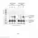 Fig. 02 - MASS SPECTROMETRY KIT