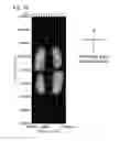 Fig. 17 - Liquid crystal display device