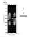 Fig. 25 - Liquid crystal display device