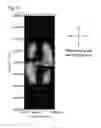 Fig. 27 - Liquid crystal display device