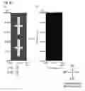 Fig. 55 - Liquid crystal display device