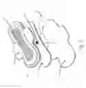 Fig. 14 - Collection device for diagnostics of vaginal discharge