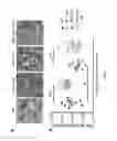 Fig. 07 - Methods for enhancing liver regeneration