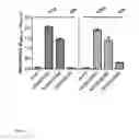Fig. 03 - RNA VIRUSES FOR IMMUNOVIROTHERAPY
