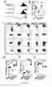 Fig. 03 - Method for treating melanoma using lymphangiogenesis inducers and a melanoma-specific antigen