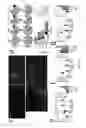 Fig. 10 - Method for treating melanoma using lymphangiogenesis inducers and a melanoma-specific antigen