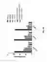 Fig. 33 - Agonist antibodies that bind human CD137 and uses thereof