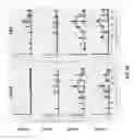Fig. 34 - Agonist antibodies that bind human CD137 and uses thereof