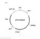 Fig. 02 - Method for delivery of biological molecule to nervous tissue