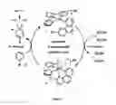 Fig. 02 - Direct palladium-catalyzed aromatic fluorination