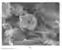 Fig. 02 - Fluorinated graphene and preparation method thereof