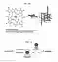 Fig. 02 - MYC G-quadruplex stabilizing small molecules and their use